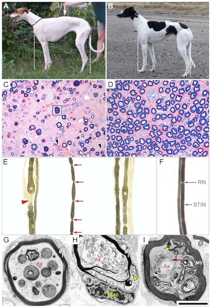 Polyneuropathie chez le chien