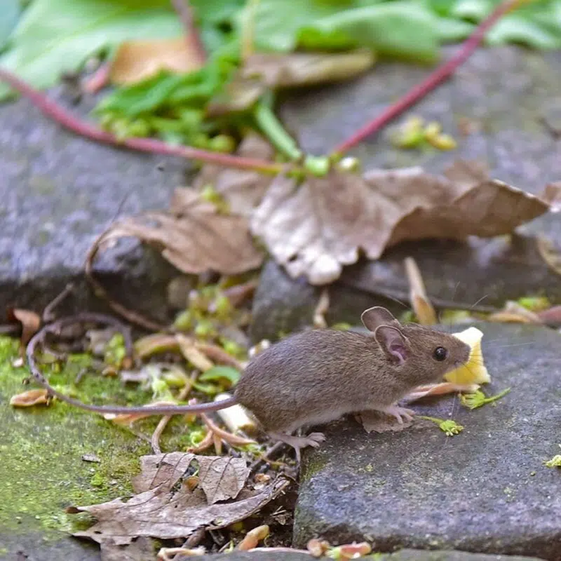 고양이의 놀라운 질병