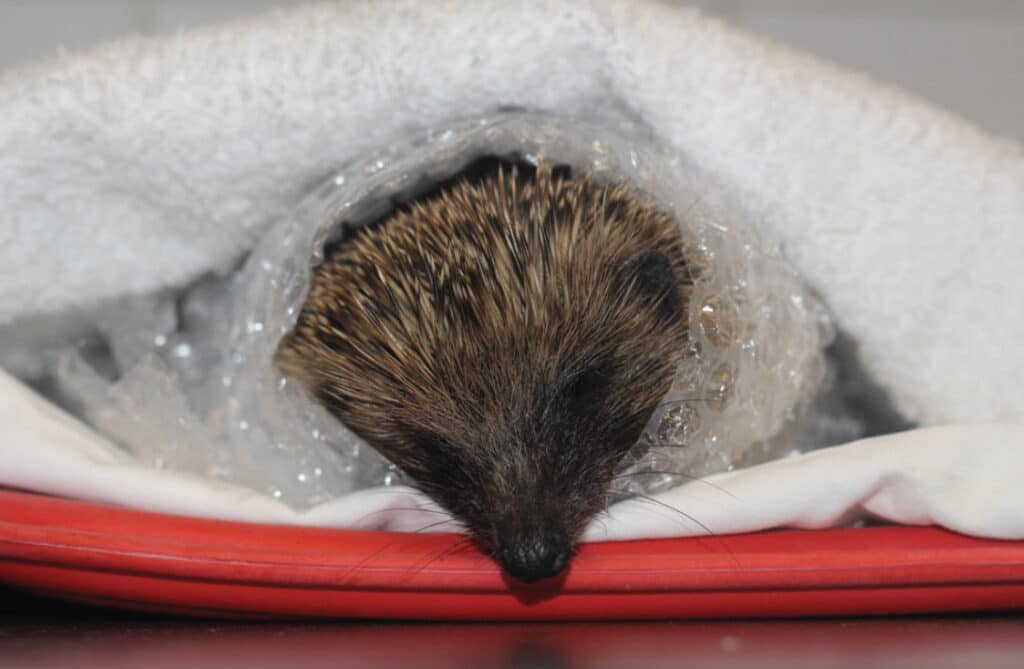 Hedgehogs in winter