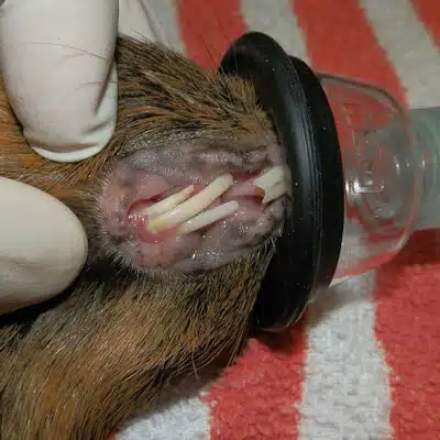 Dental problems in guinea pigs