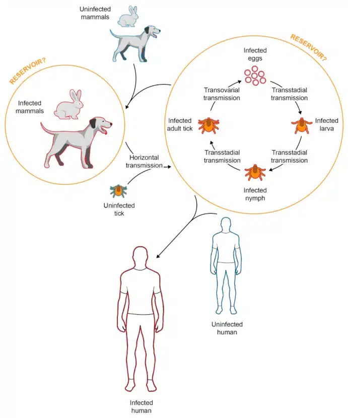 Maladies méditerranéennes chez le chien