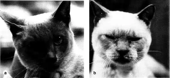 Mucopolysaccharidosis in cats