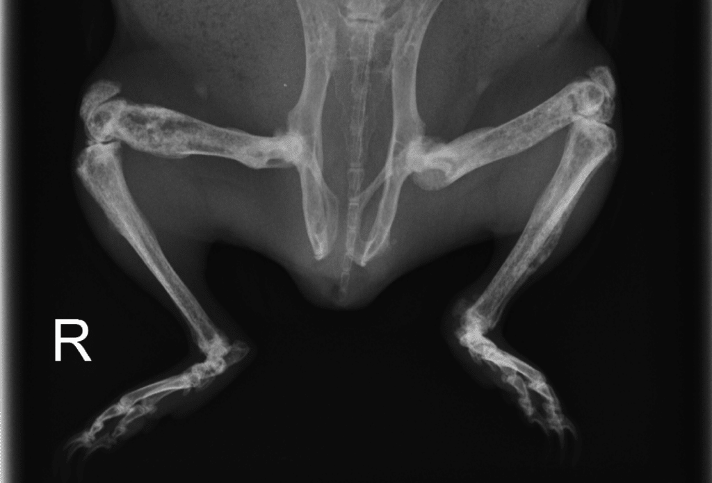 Osteodystrophy, in guinea pigs