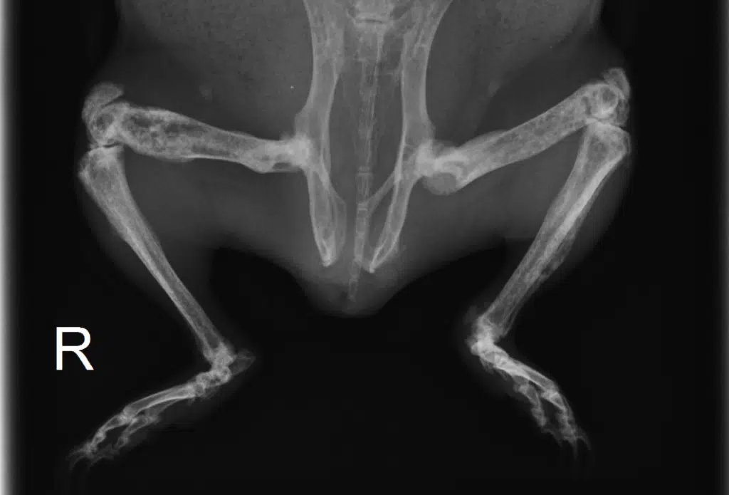 Osteodystrophie, bei Meerschweinchen