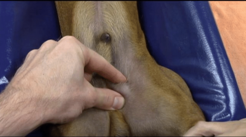 Cryptorchidism in dogs