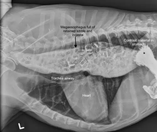 Megaesophagus in dogs