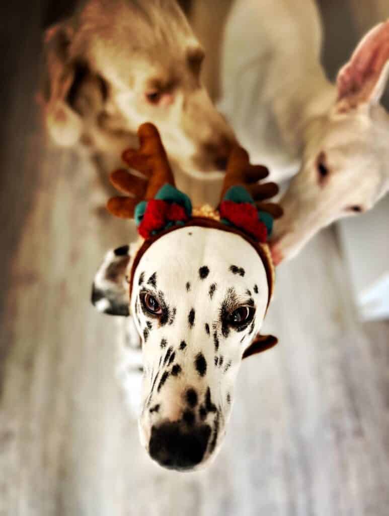 Christmas with your dog