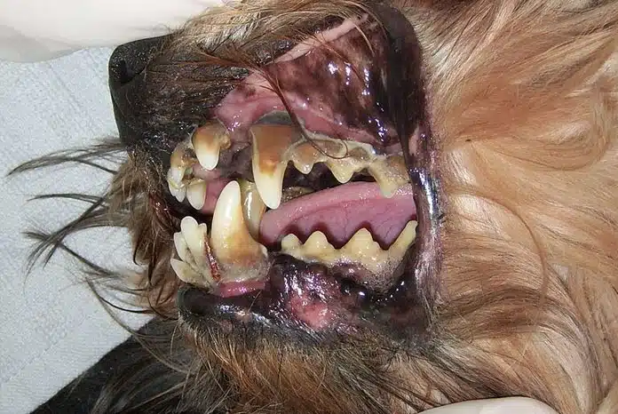 Dental problems in dogs