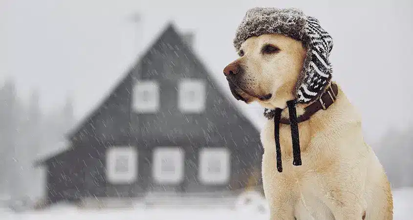 perro en invierno