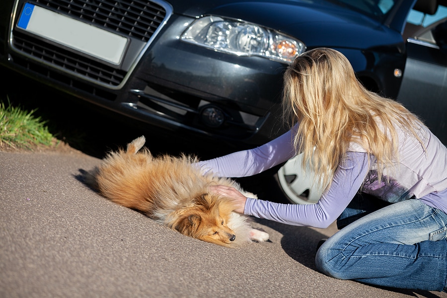 Hund Unfall