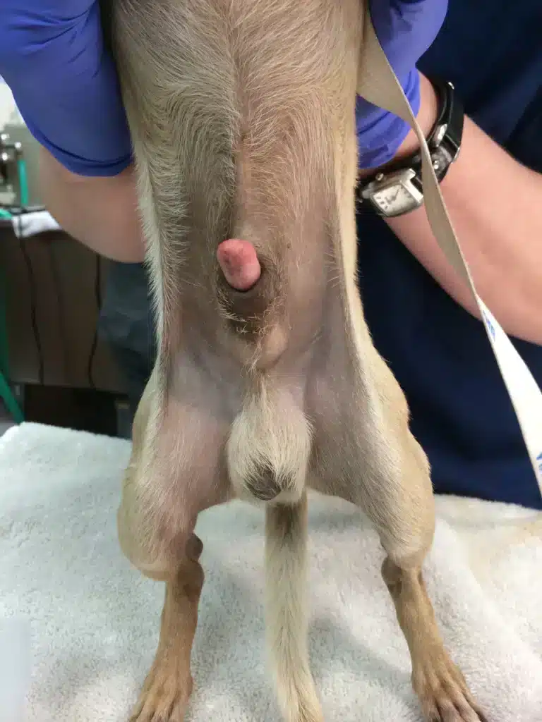 Parafimosis en perros