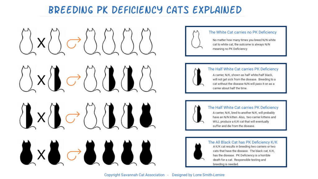 Déficit en pyruvate kinase chez le chat