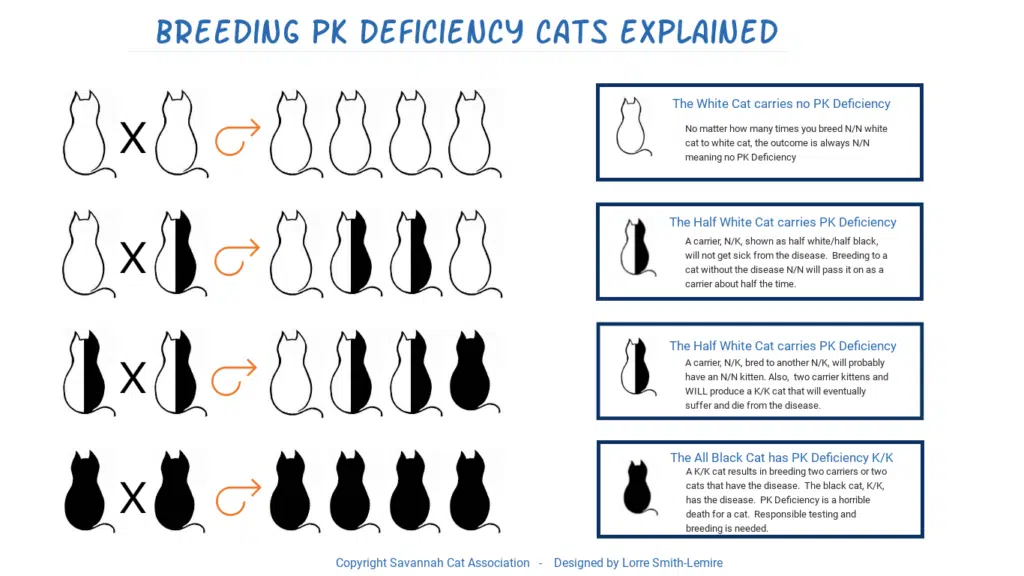 Pyruvatkinase-Defizienz bei Katzen