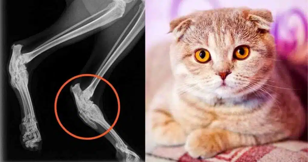 Osteocondrodisplasia en gatos