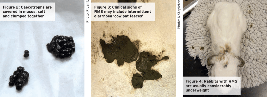 Hereditary diseases in rabbits