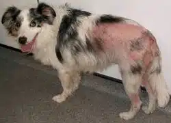 Dog constantly scratches himself