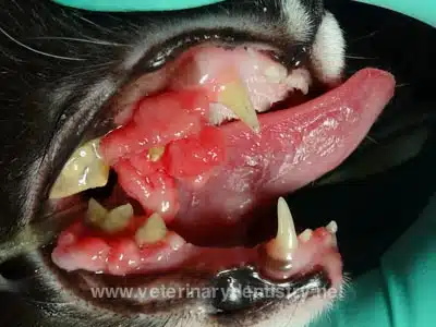 Oral cavity tumors in cats