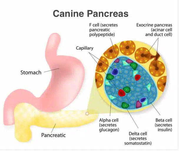 Insuffisance pancréatique exocrine chez le chien