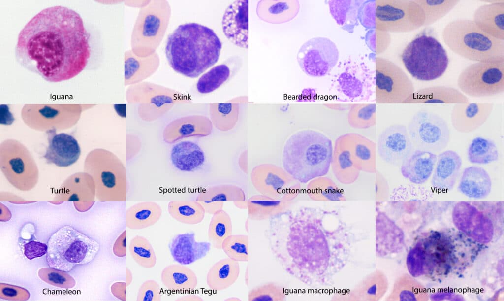 Macrophage research in dogs