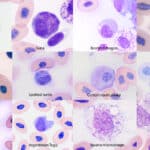 Macrophage research in dogs