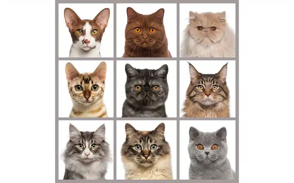 Cat breeds