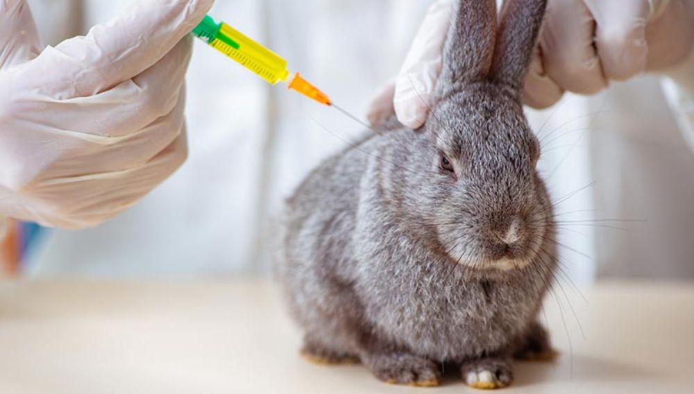 Vaccinations in rabbits