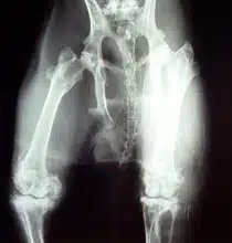 Arthritis bei Huesen