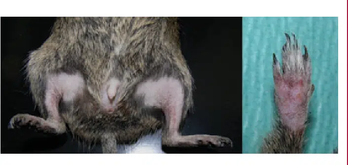 Diseases in degus