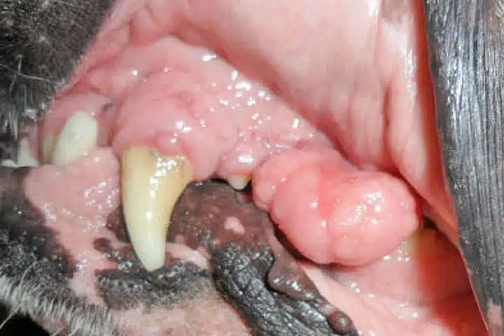 Epulids in dogs