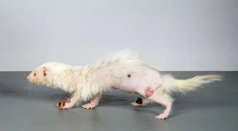 Maladies du furet