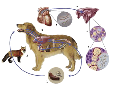 Viermi pulmonari la câini