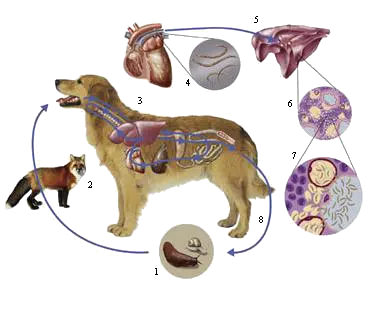 Lungworms in dogs