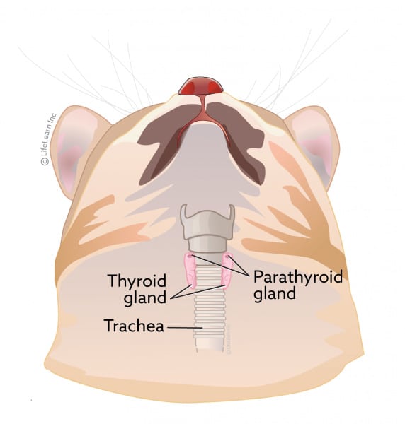 Phosphate levels in cats