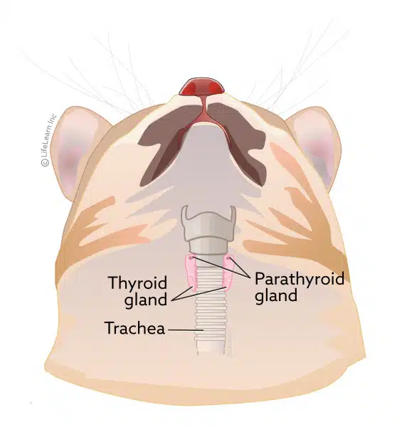 Phosphate levels in cats