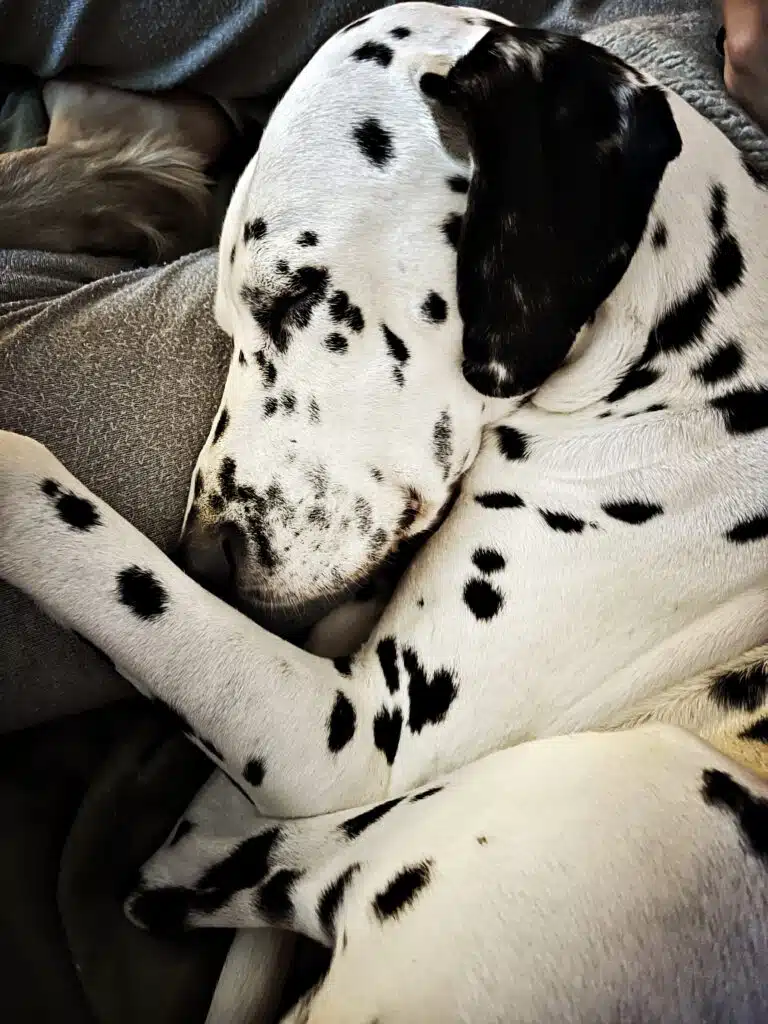 Dalmatian Krankheeten