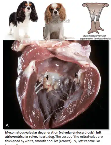 Endocardiosis de la válvula mitral