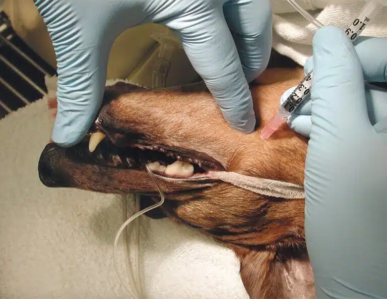 Regional anesthesia in the head area in dogs and cats