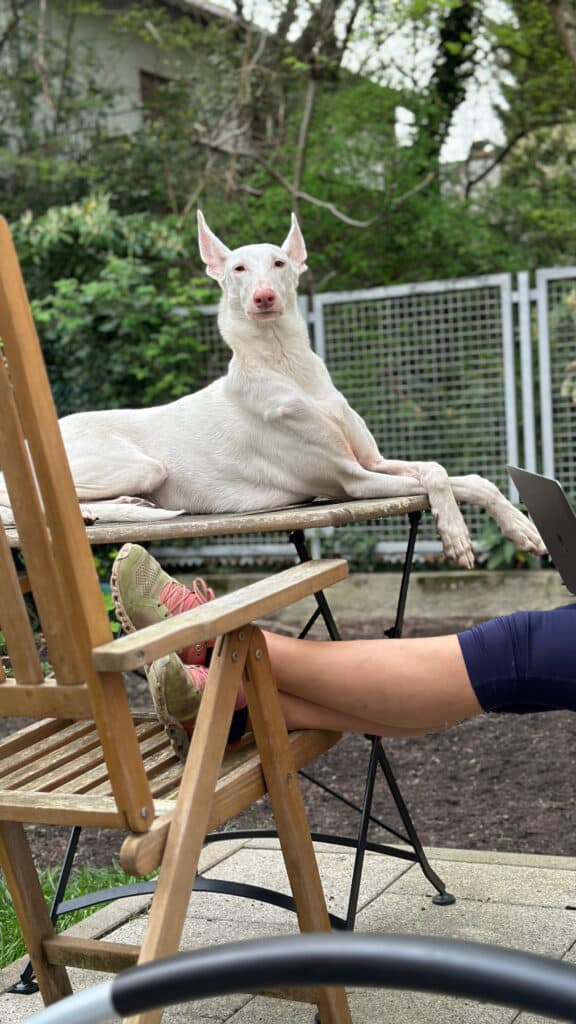 Gesondheet vun der Podenco