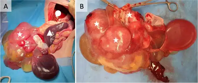 Colon cancer in dogs