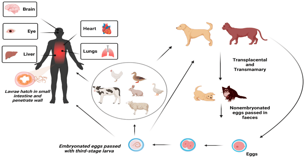 Bath dermatitis in dogs