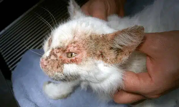 Pemphigus foliaceus in cats